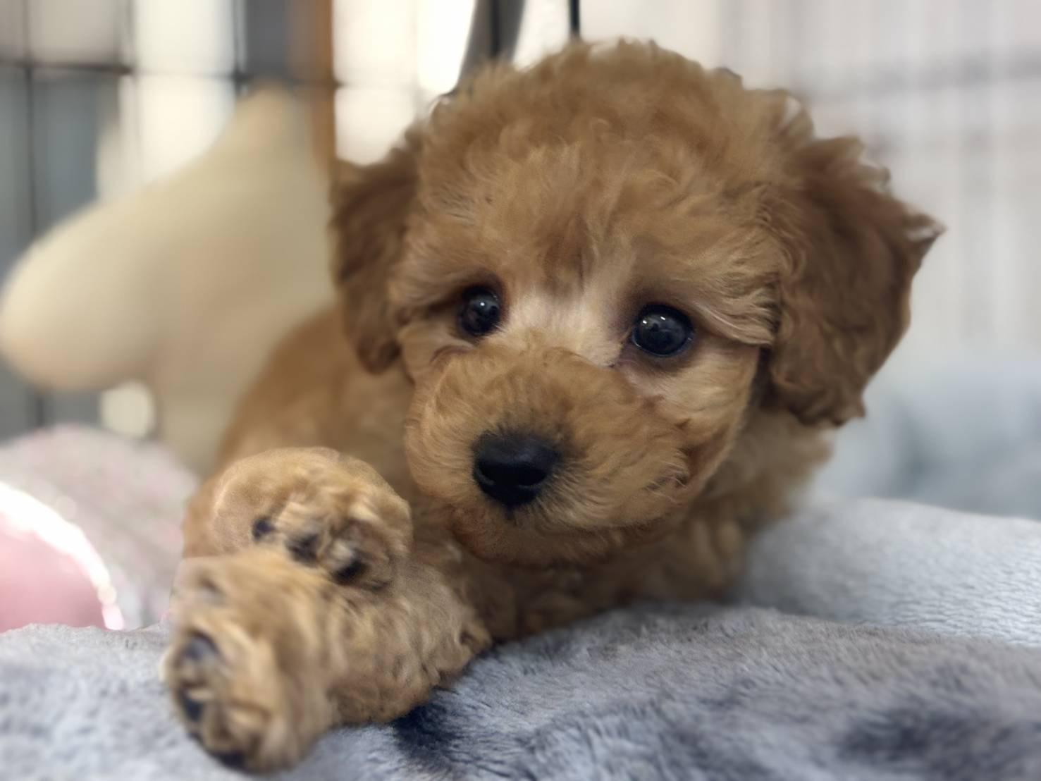 横浜市港南区 | 犬専門のトリミング・ペットホテル・子犬販売 | クリアカット・あぴ