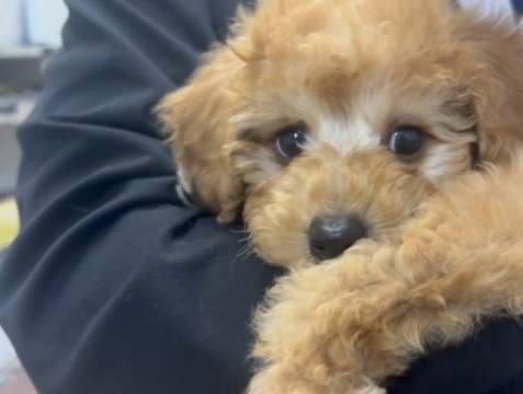 横浜市港南区 | 犬専門のトリミング・ペットホテル・子犬販売 | クリアカット・あぴ