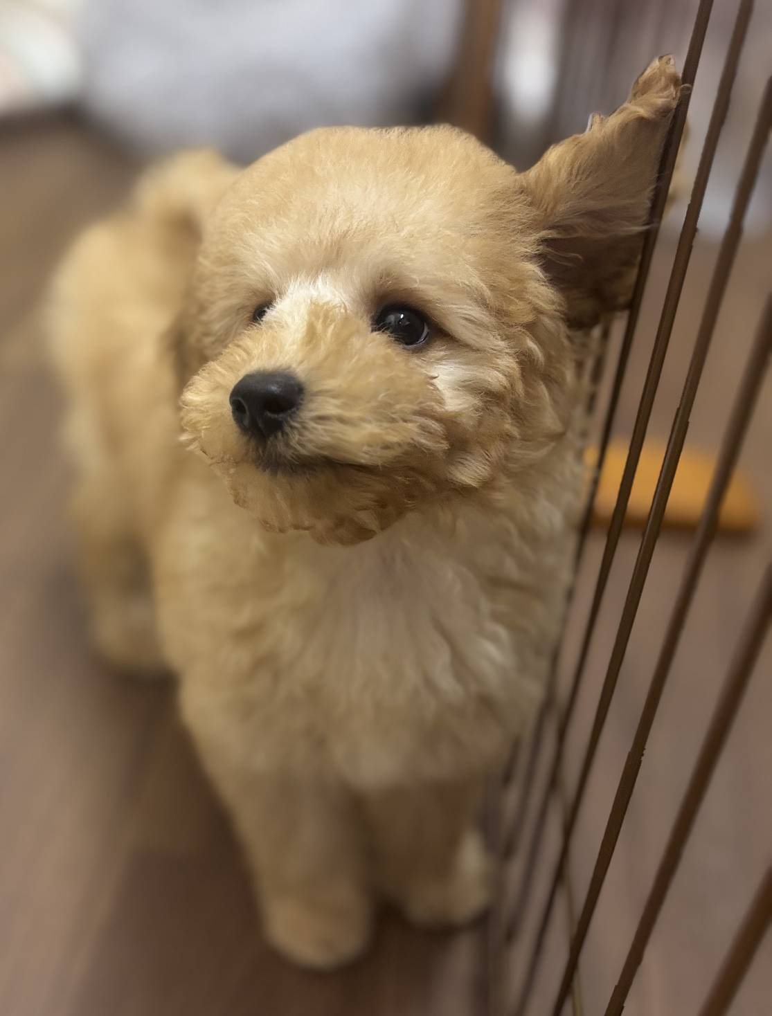 横浜市港南区 | 犬専門のトリミング・ペットホテル・子犬販売 | クリアカット・あぴ