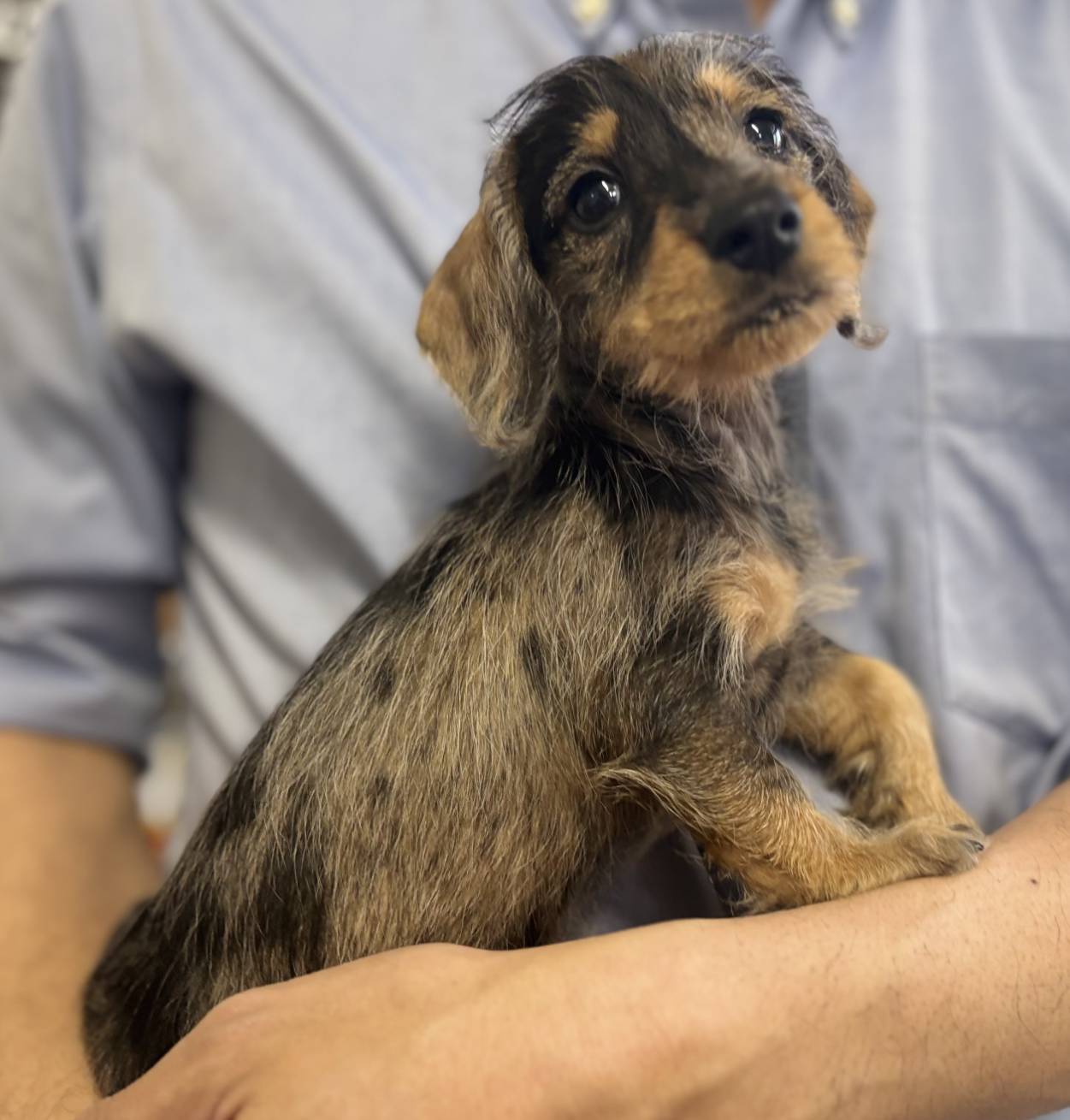 横浜市港南区 | 犬専門のトリミング・ペットホテル・子犬販売 | クリアカット・あぴ