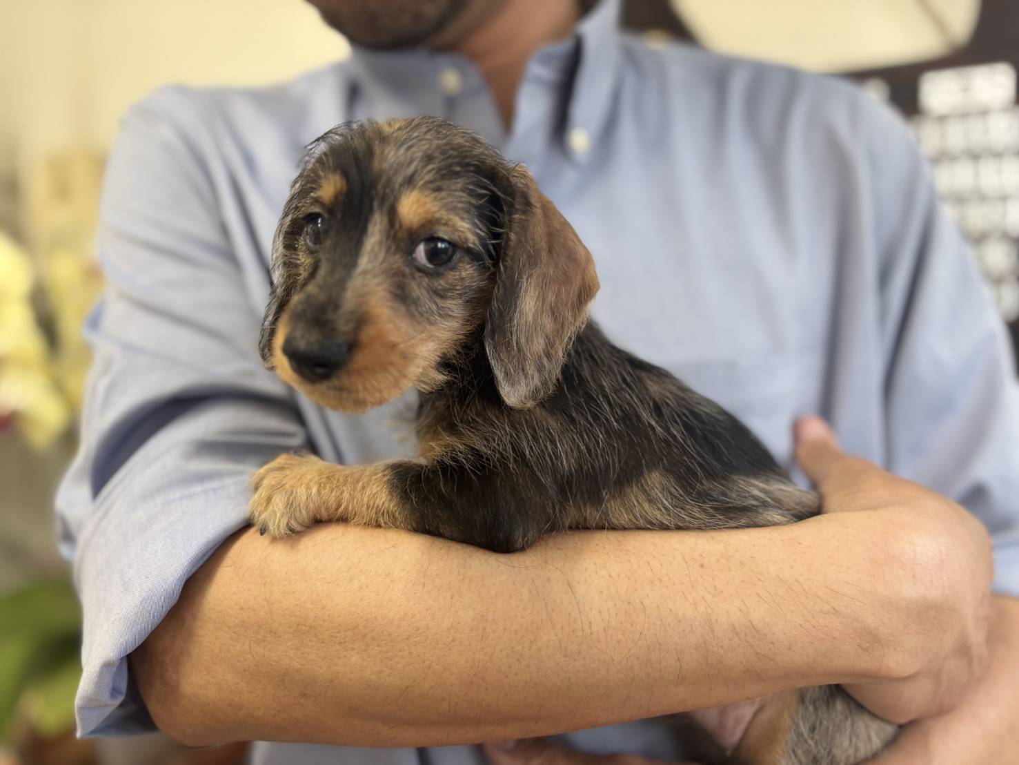 横浜市港南区 | 犬専門のトリミング・ペットホテル・子犬販売 | クリアカット・あぴ