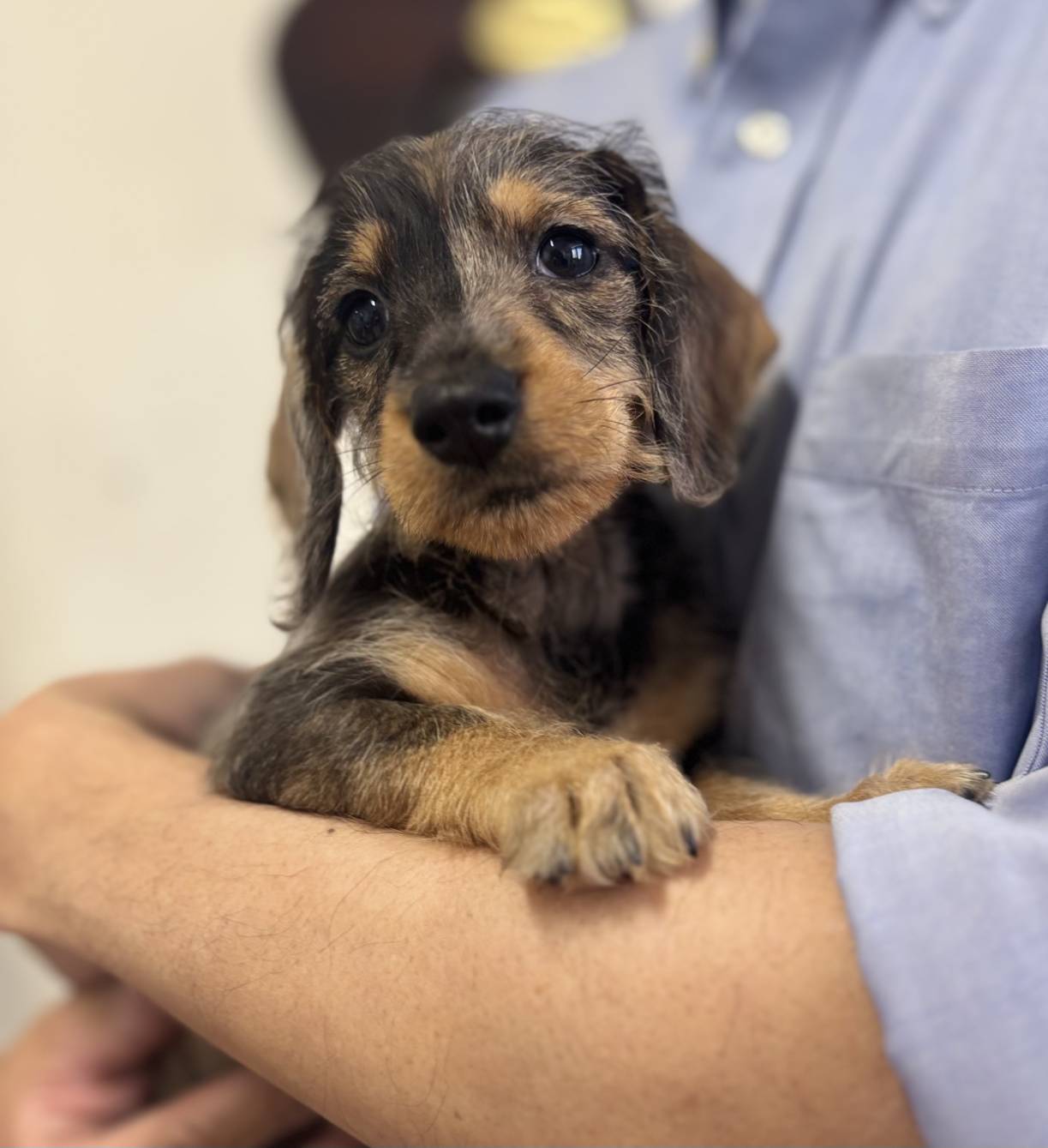 横浜市港南区 | 犬専門のトリミング・ペットホテル・子犬販売 | クリアカット・あぴ