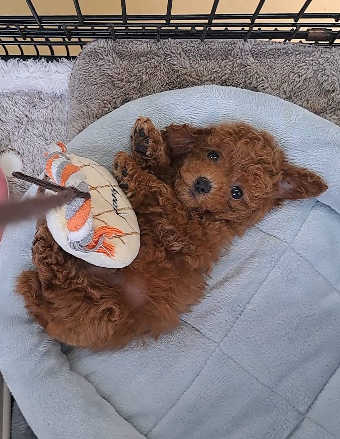 横浜市港南区 | 犬専門のトリミング・ペットホテル・子犬販売 | クリアカット・あぴ