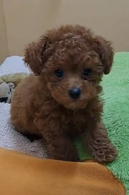 横浜市港南区 | 犬専門のトリミング・ペットホテル・子犬販売 | クリアカット・あぴ