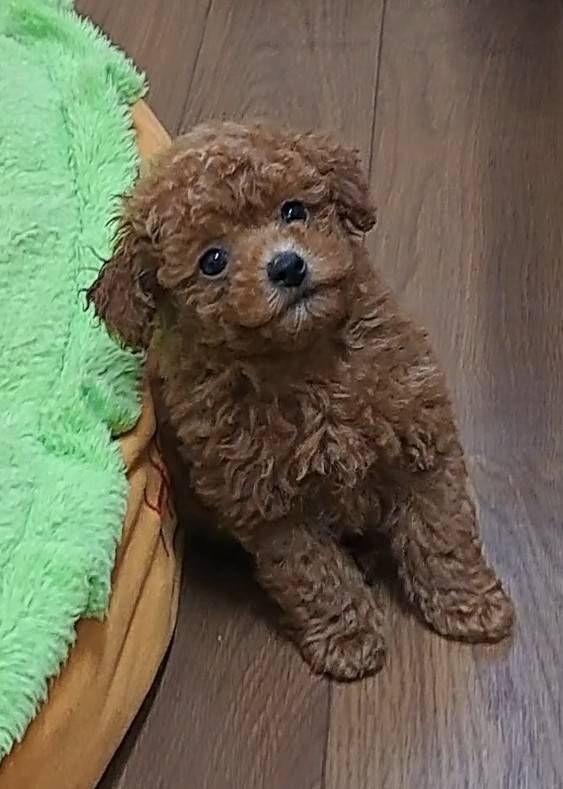 横浜市港南区 | 犬専門のトリミング・ペットホテル・子犬販売 | クリアカット・あぴ