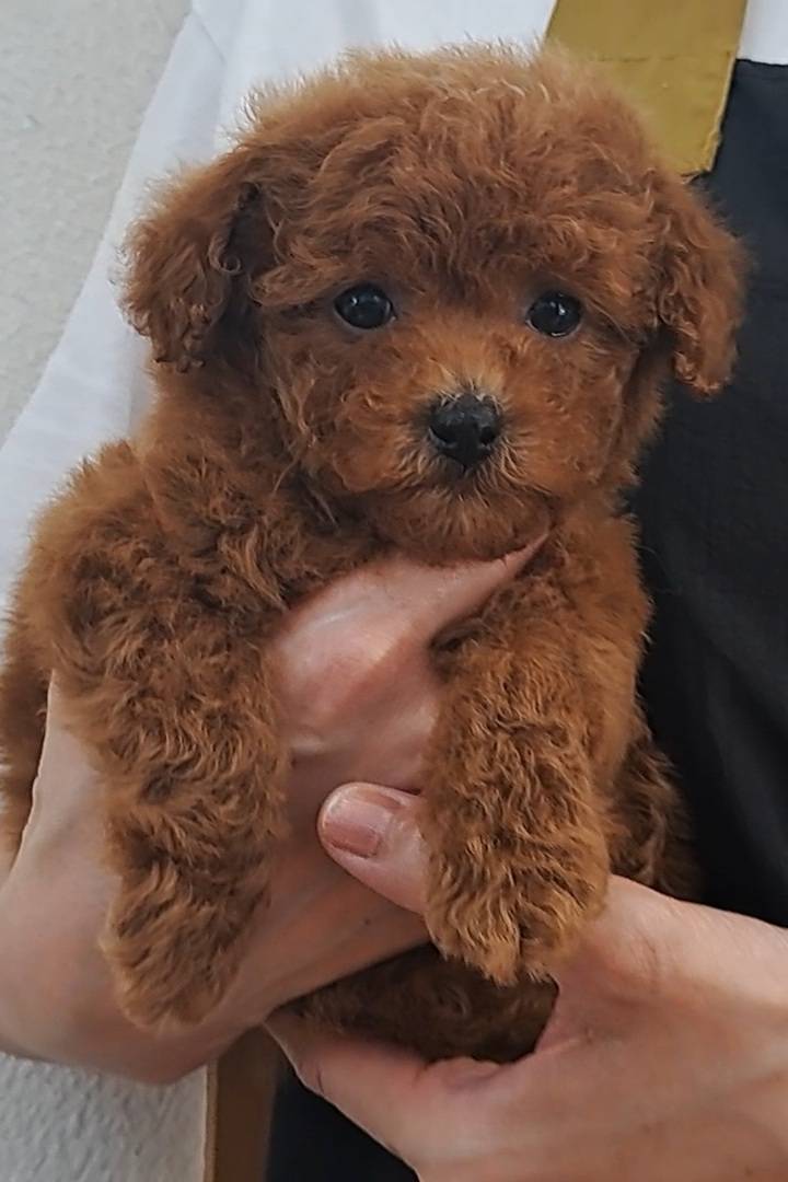 横浜市港南区 | 犬専門のトリミング・ペットホテル・子犬販売 | クリアカット・あぴ