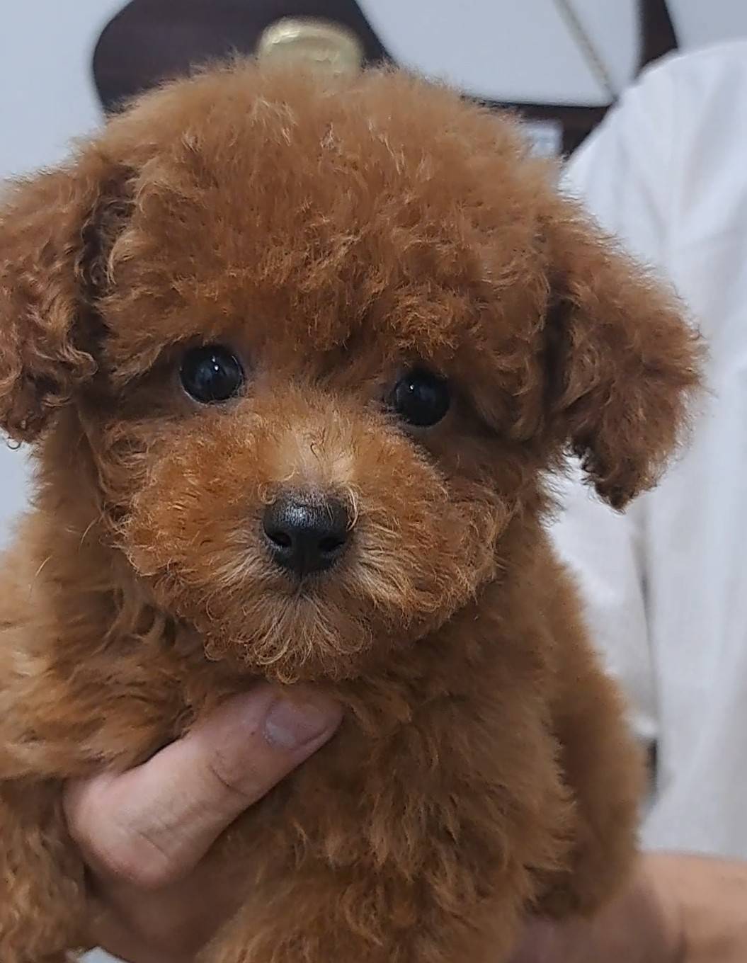 横浜市港南区 | 犬専門のトリミング・ペットホテル・子犬販売 | クリアカット・あぴ