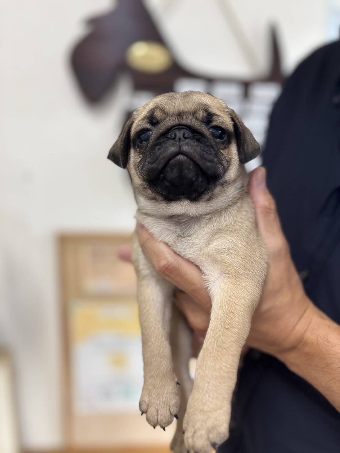 横浜市港南区 | 犬専門のトリミング・ペットホテル・子犬販売 | クリアカット・あぴ
