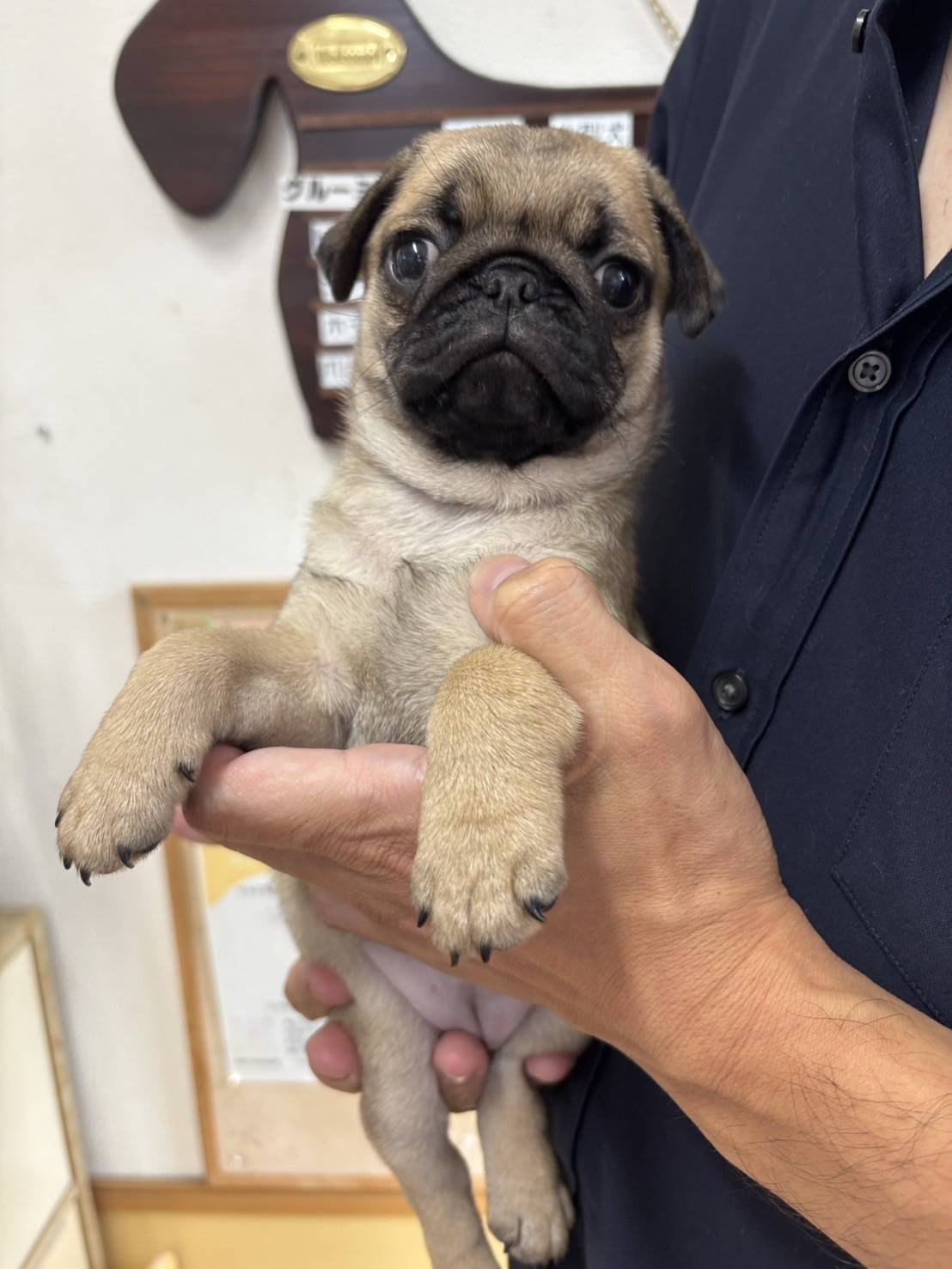 横浜市港南区 | 犬専門のトリミング・ペットホテル・子犬販売 | クリアカット・あぴ