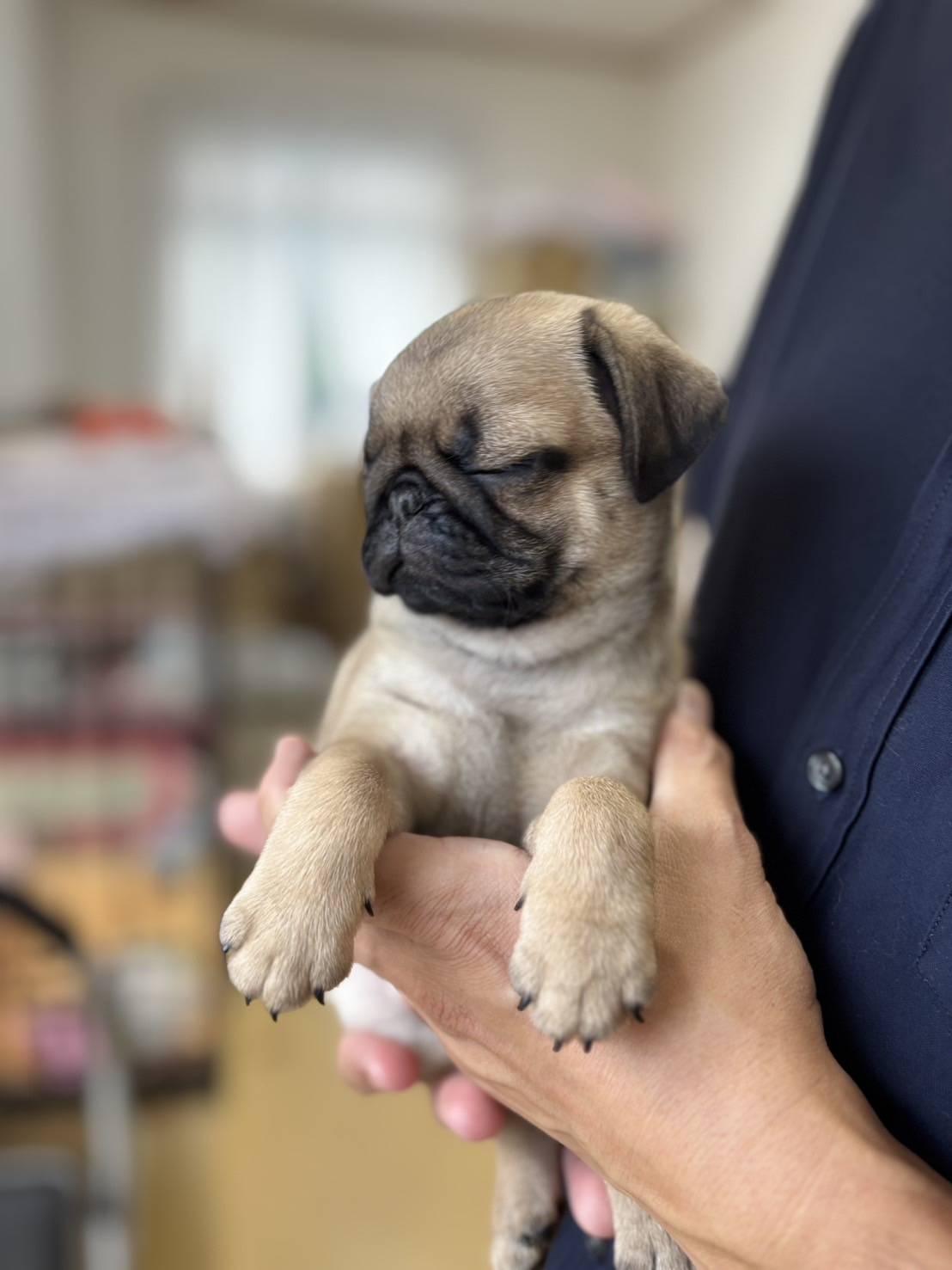 横浜市港南区 | 犬専門のトリミング・ペットホテル・子犬販売 | クリアカット・あぴ