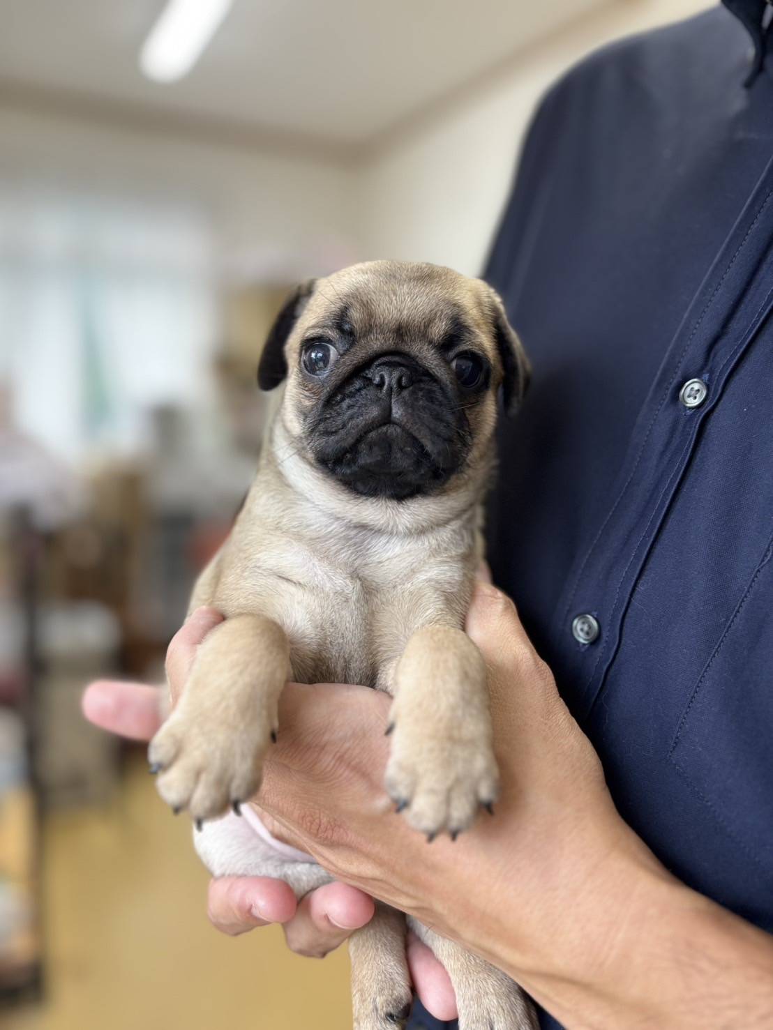 横浜市港南区 | 犬専門のトリミング・ペットホテル・子犬販売 | クリアカット・あぴ