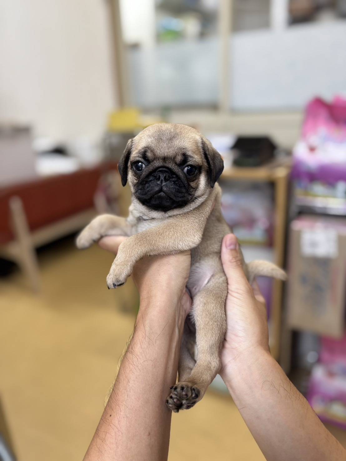 横浜市港南区 | 犬専門のトリミング・ペットホテル・子犬販売 | クリアカット・あぴ