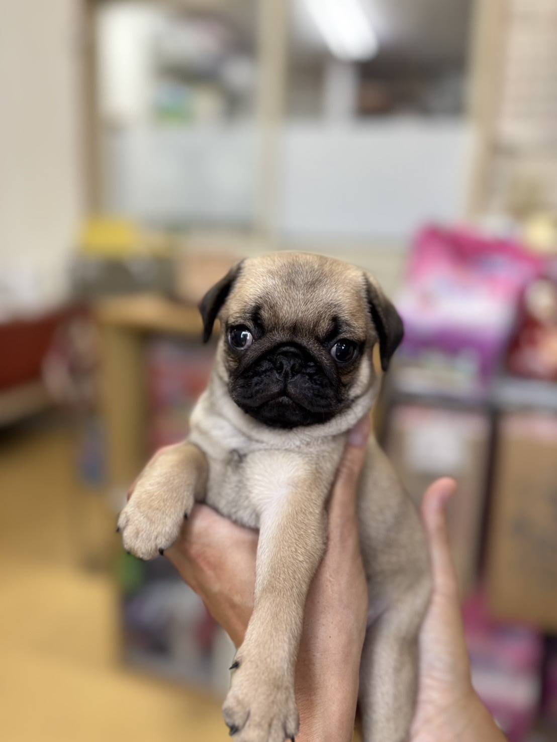 横浜市港南区 | 犬専門のトリミング・ペットホテル・子犬販売 | クリアカット・あぴ