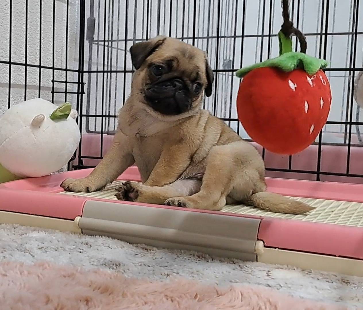 横浜市港南区 | 犬専門のトリミング・ペットホテル・子犬販売 | クリアカット・あぴ