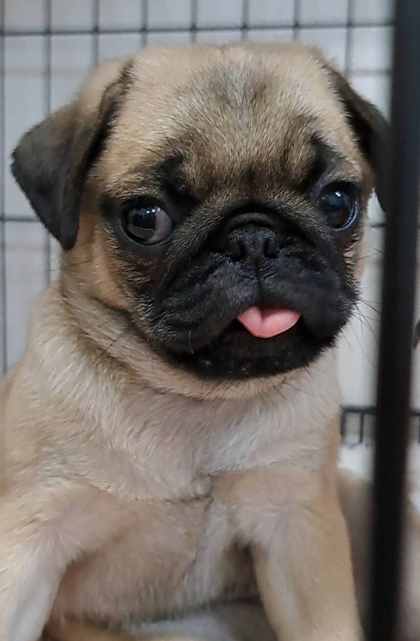 横浜市港南区 | 犬専門のトリミング・ペットホテル・子犬販売 | クリアカット・あぴ