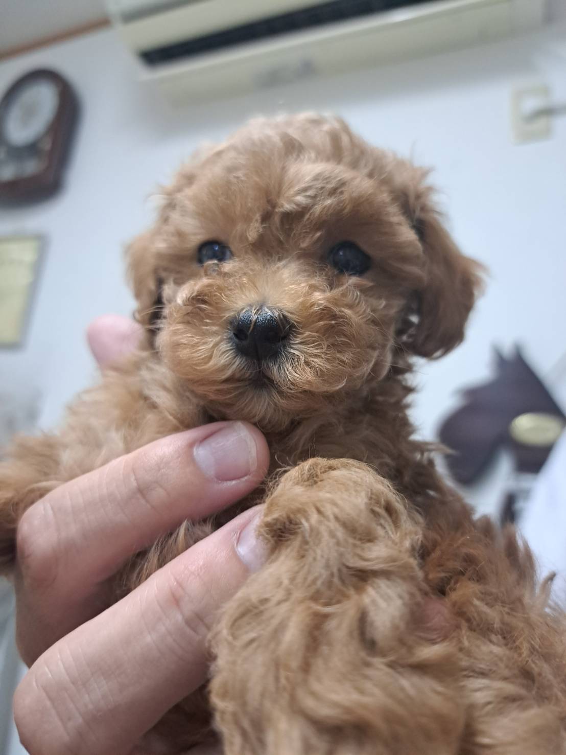横浜市港南区 | 犬専門のトリミング・ペットホテル・子犬販売 | クリアカット・あぴ