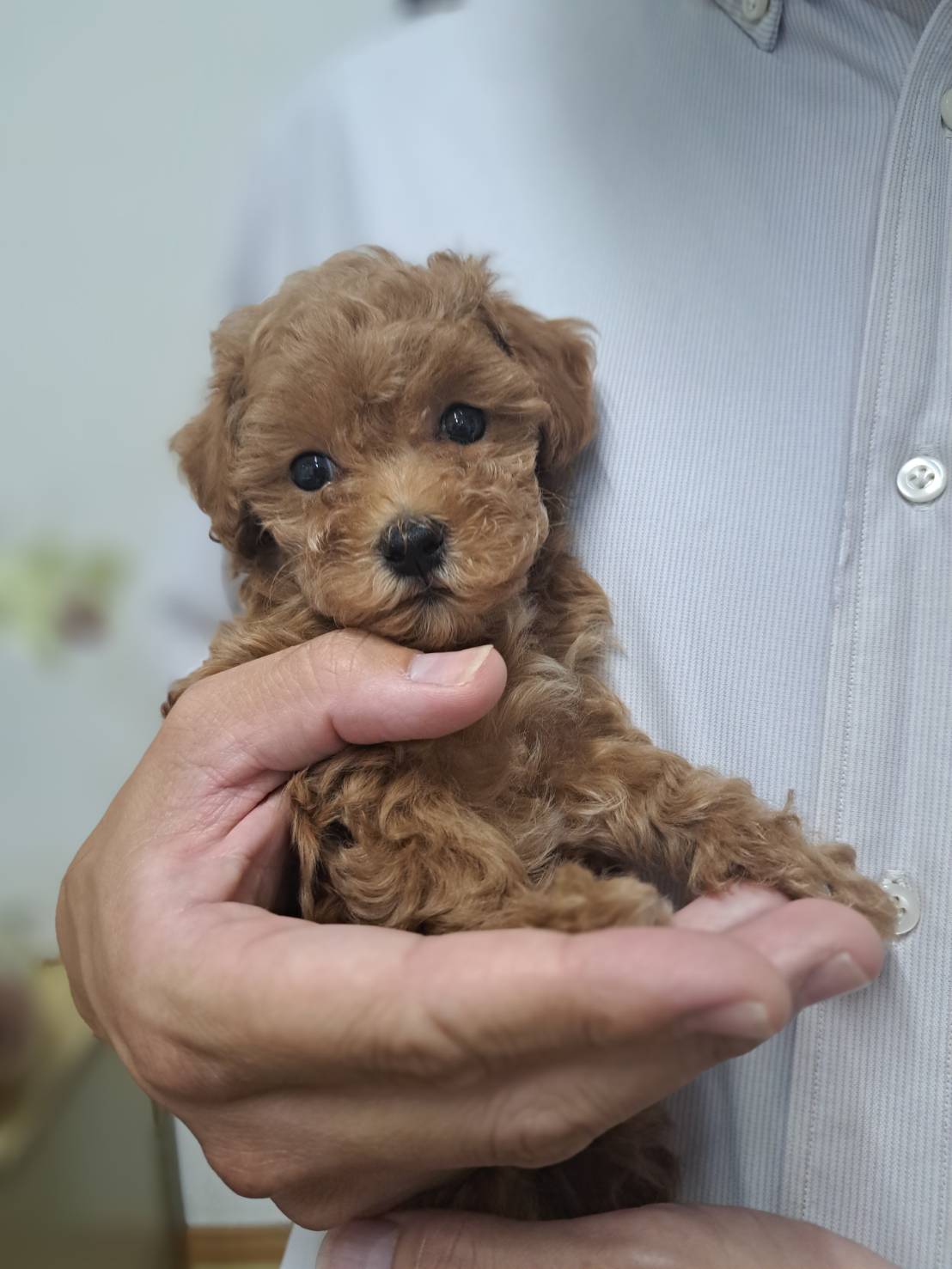 横浜市港南区 | 犬専門のトリミング・ペットホテル・子犬販売 | クリアカット・あぴ