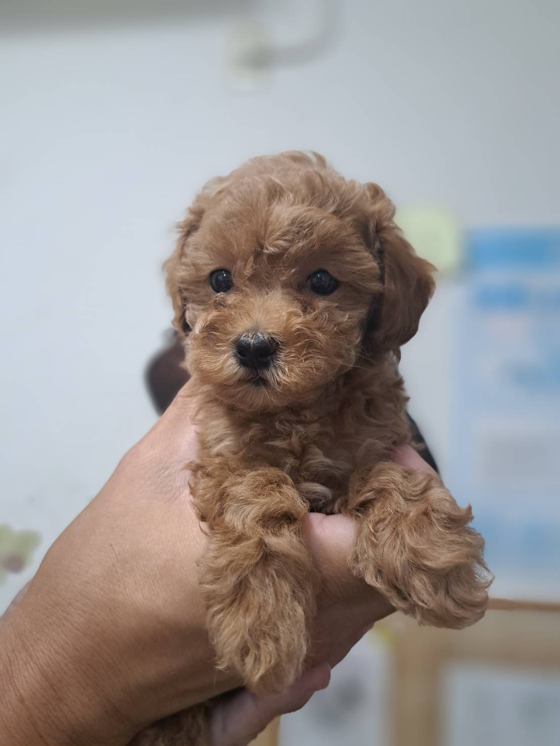 横浜市港南区 | 犬専門のトリミング・ペットホテル・子犬販売 | クリアカット・あぴ