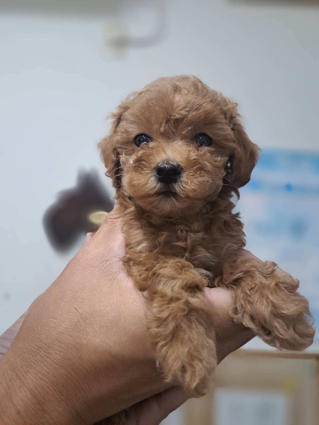 横浜市港南区 | 犬専門のトリミング・ペットホテル・子犬販売 | クリアカット・あぴ