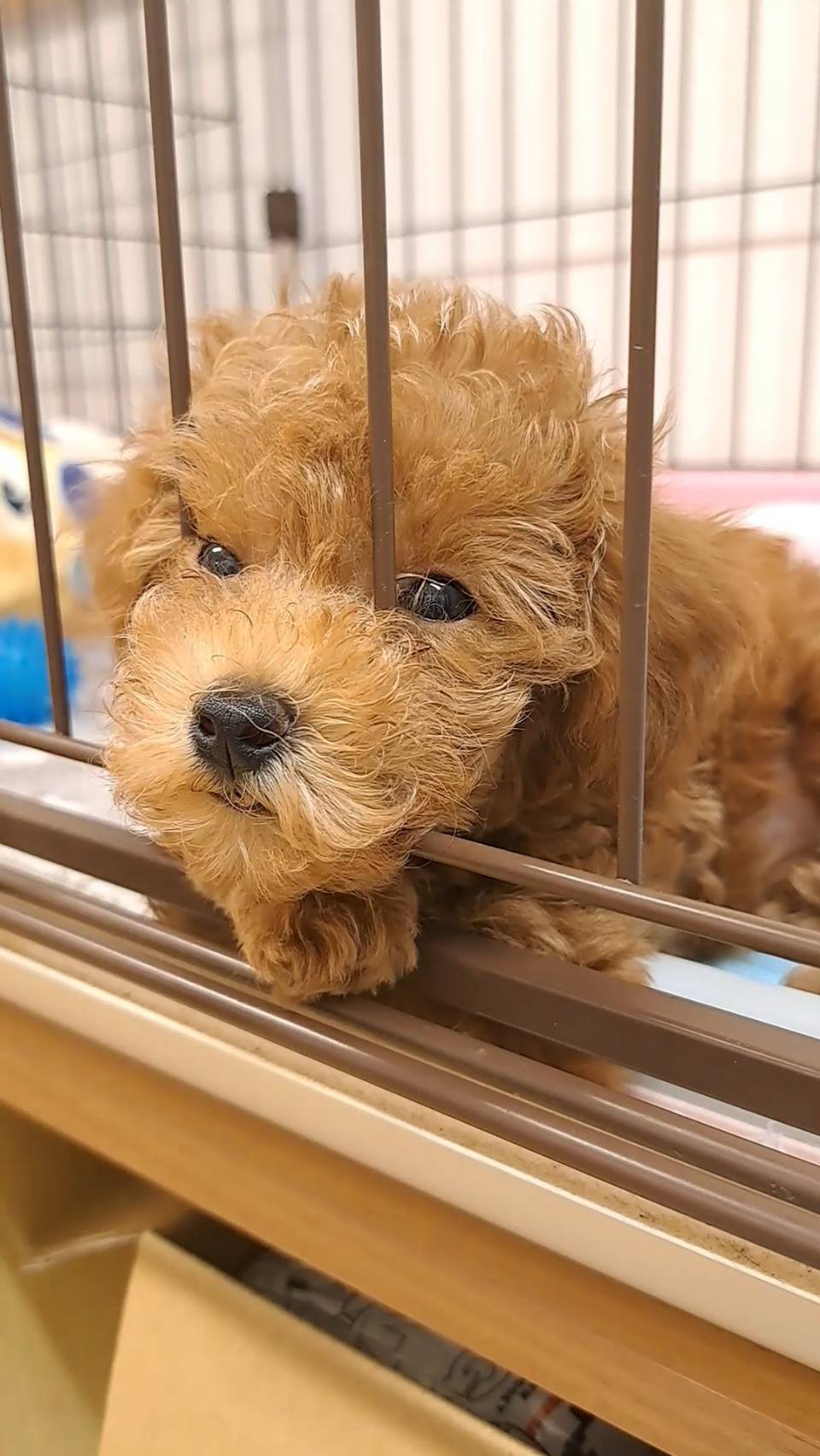 横浜市港南区 | 犬専門のトリミング・ペットホテル・子犬販売 | クリアカット・あぴ