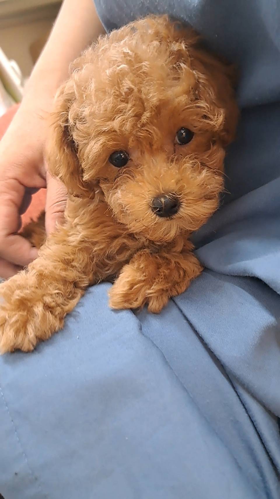 横浜市港南区 | 犬専門のトリミング・ペットホテル・子犬販売 | クリアカット・あぴ
