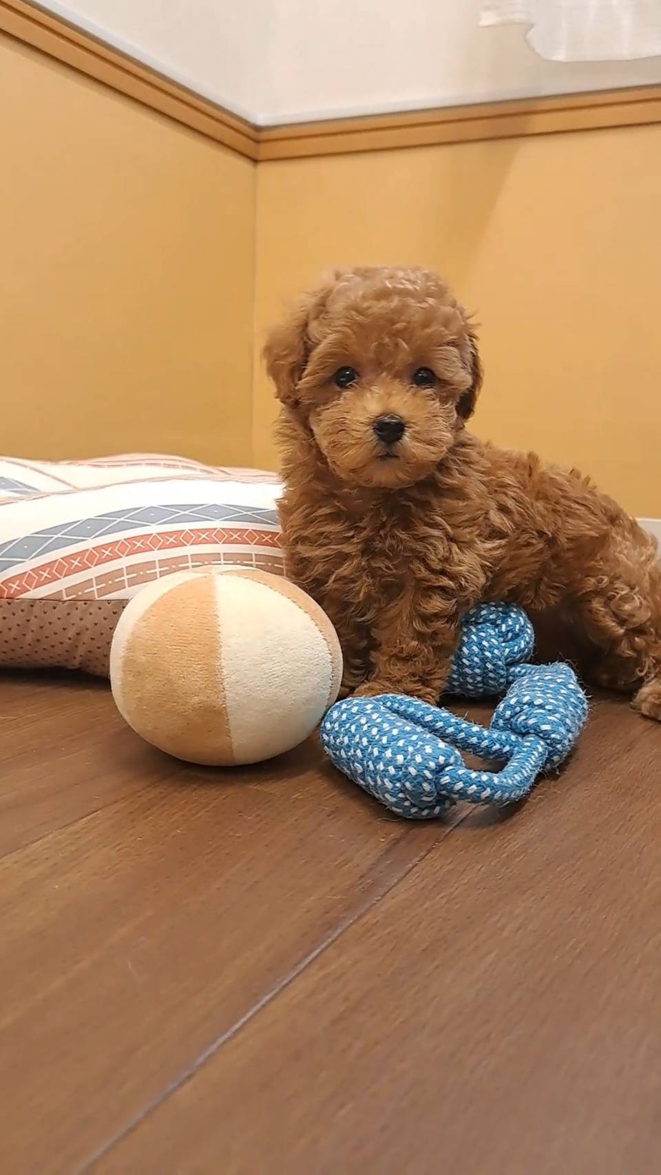 横浜市港南区 | 犬専門のトリミング・ペットホテル・子犬販売 | クリアカット・あぴ