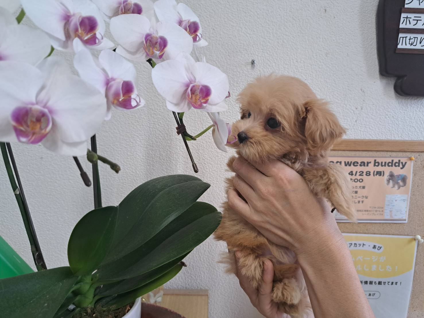 横浜市港南区 | 犬専門のトリミング・ペットホテル・子犬販売 | クリアカット・あぴ