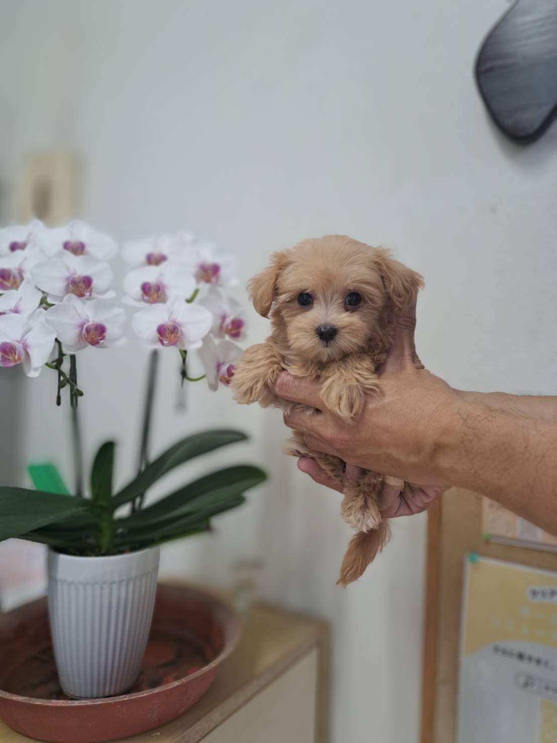 横浜市港南区 | 犬専門のトリミング・ペットホテル・子犬販売 | クリアカット・あぴ