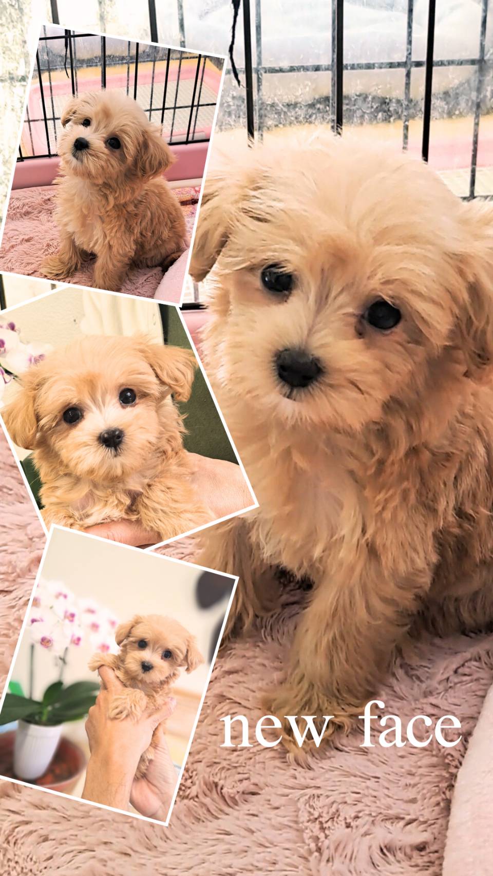 横浜市港南区 | 犬専門のトリミング・ペットホテル・子犬販売 | クリアカット・あぴ