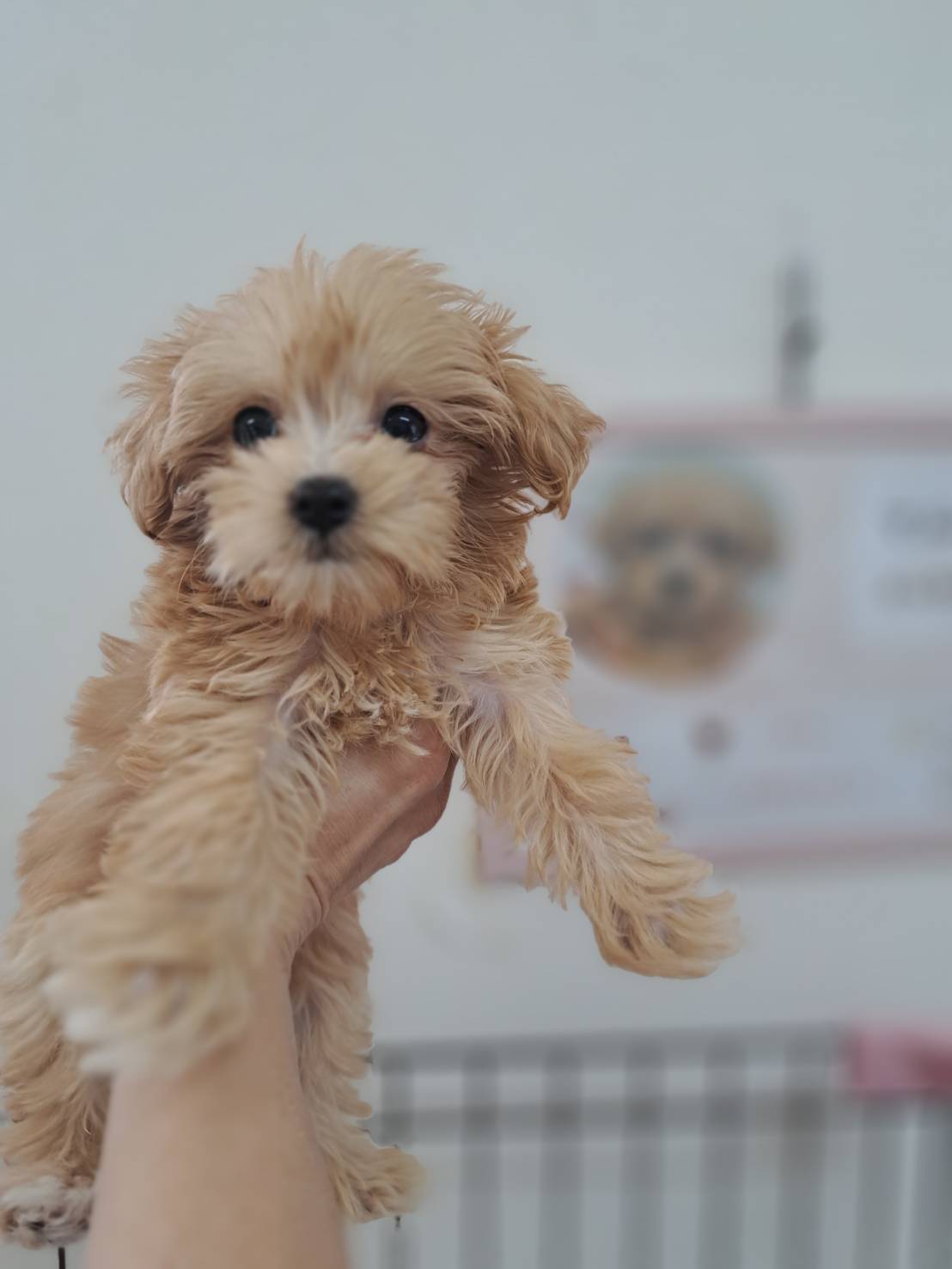 横浜市港南区 | 犬専門のトリミング・ペットホテル・子犬販売 | クリアカット・あぴ