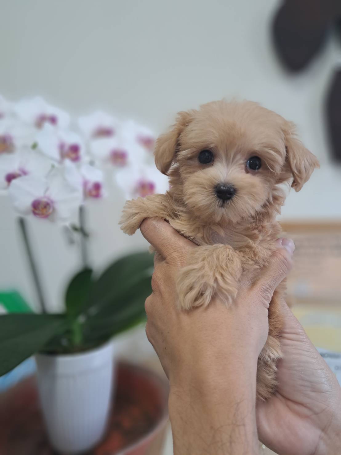 横浜市港南区 | 犬専門のトリミング・ペットホテル・子犬販売 | クリアカット・あぴ