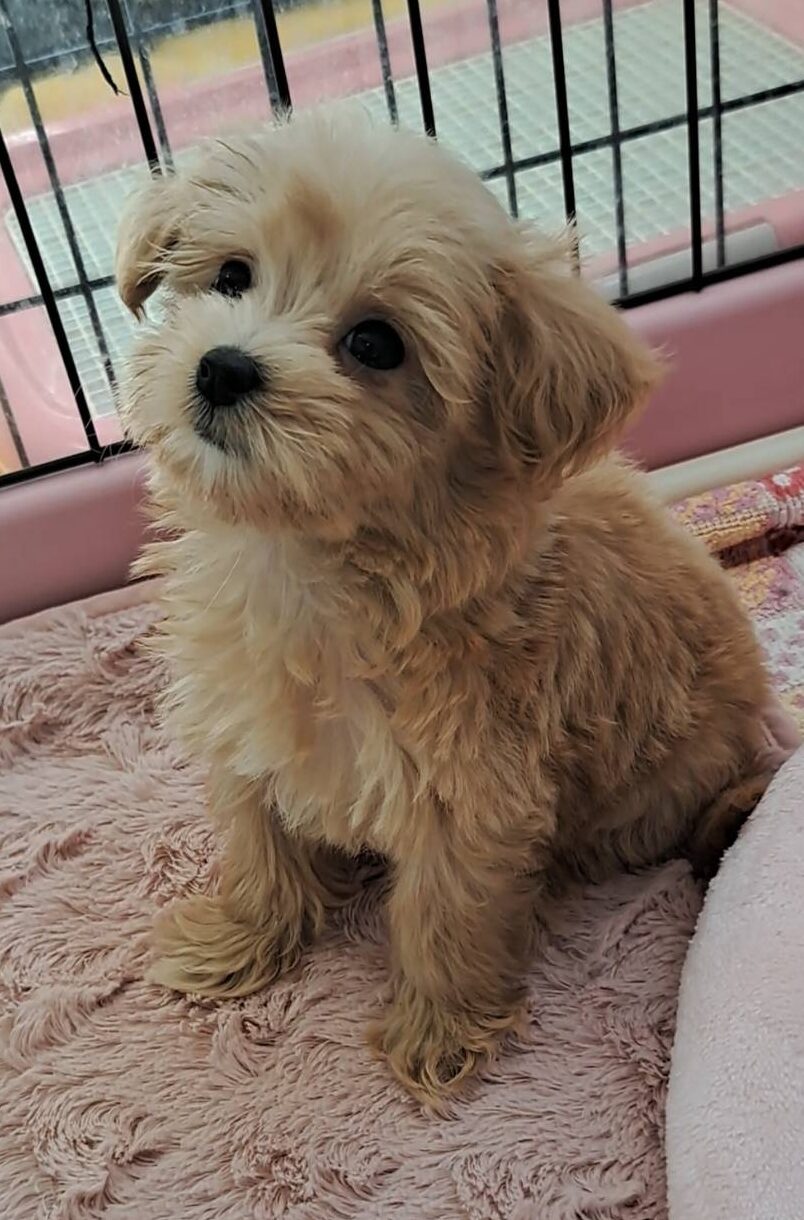 横浜市港南区 | 犬専門のトリミング・ペットホテル・子犬販売 | クリアカット・あぴ