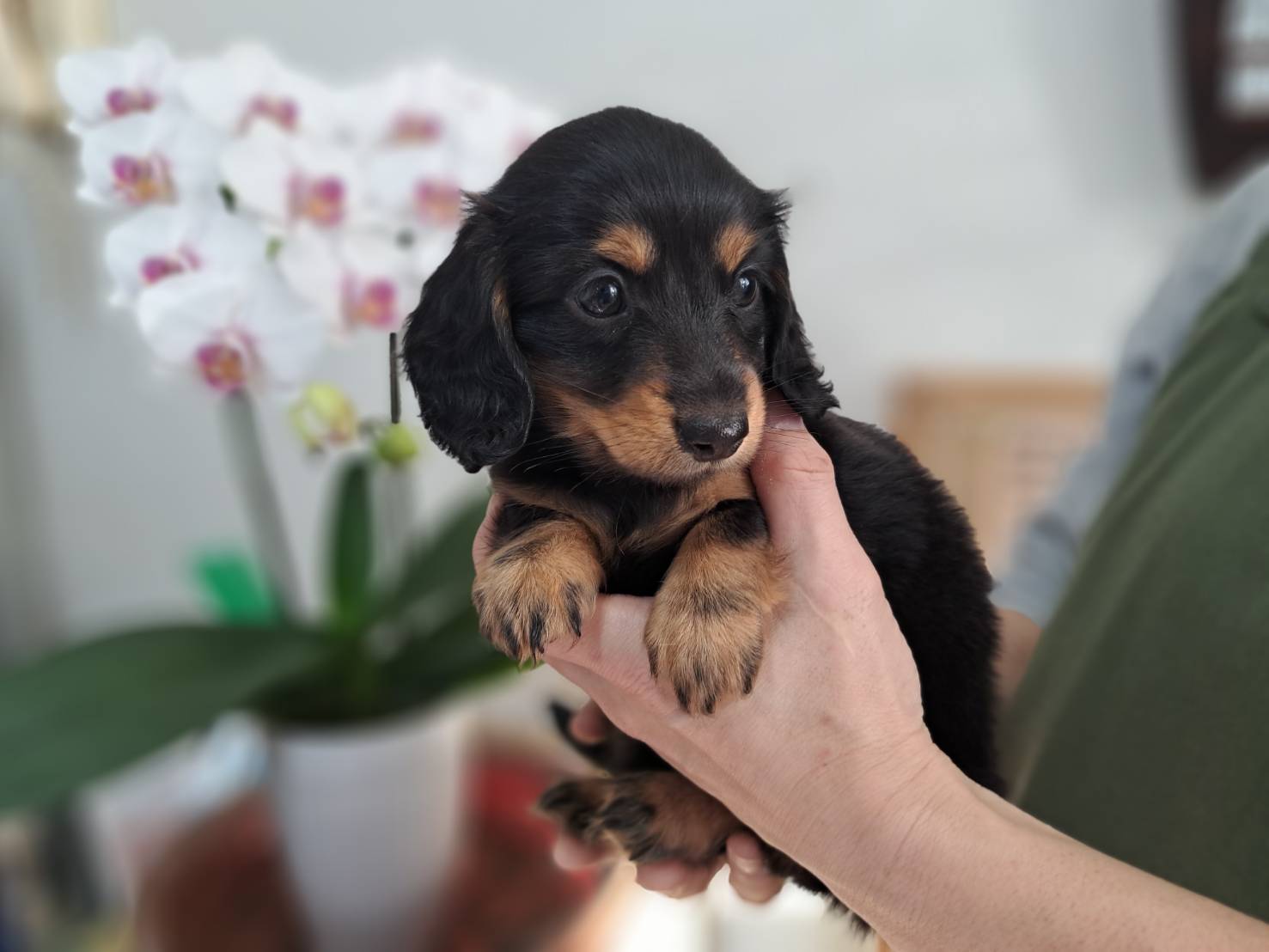 横浜市港南区 | 犬専門のトリミング・ペットホテル・子犬販売 | クリアカット・あぴ