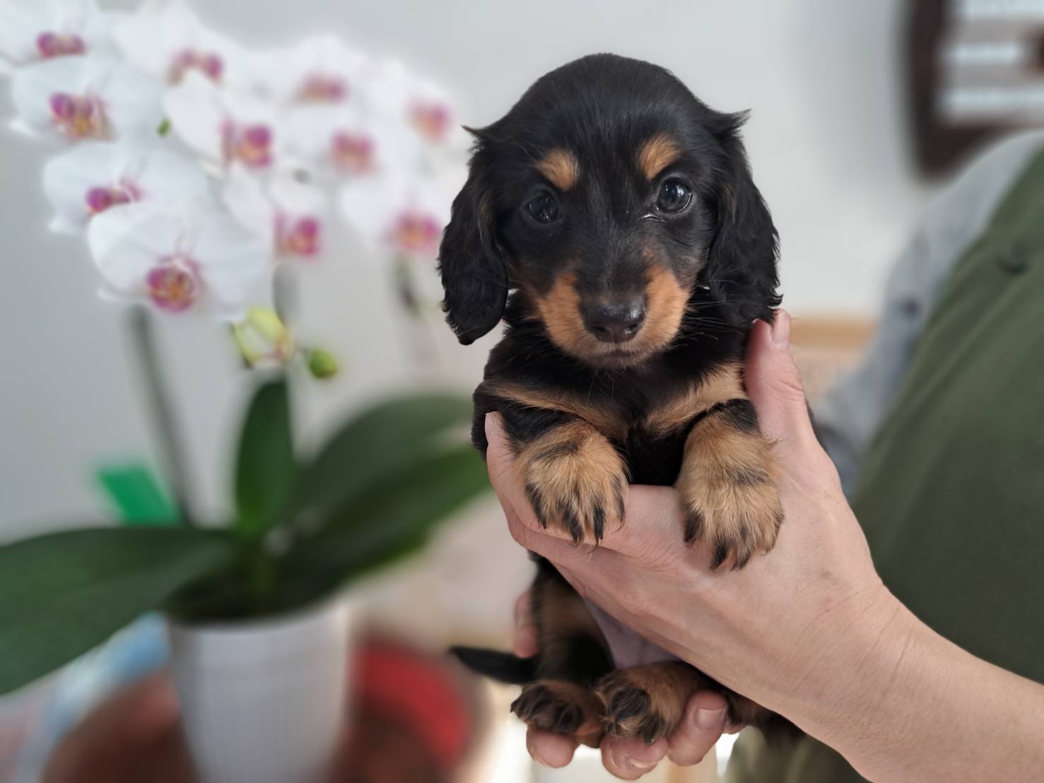 横浜市港南区 | 犬専門のトリミング・ペットホテル・子犬販売 | クリアカット・あぴ