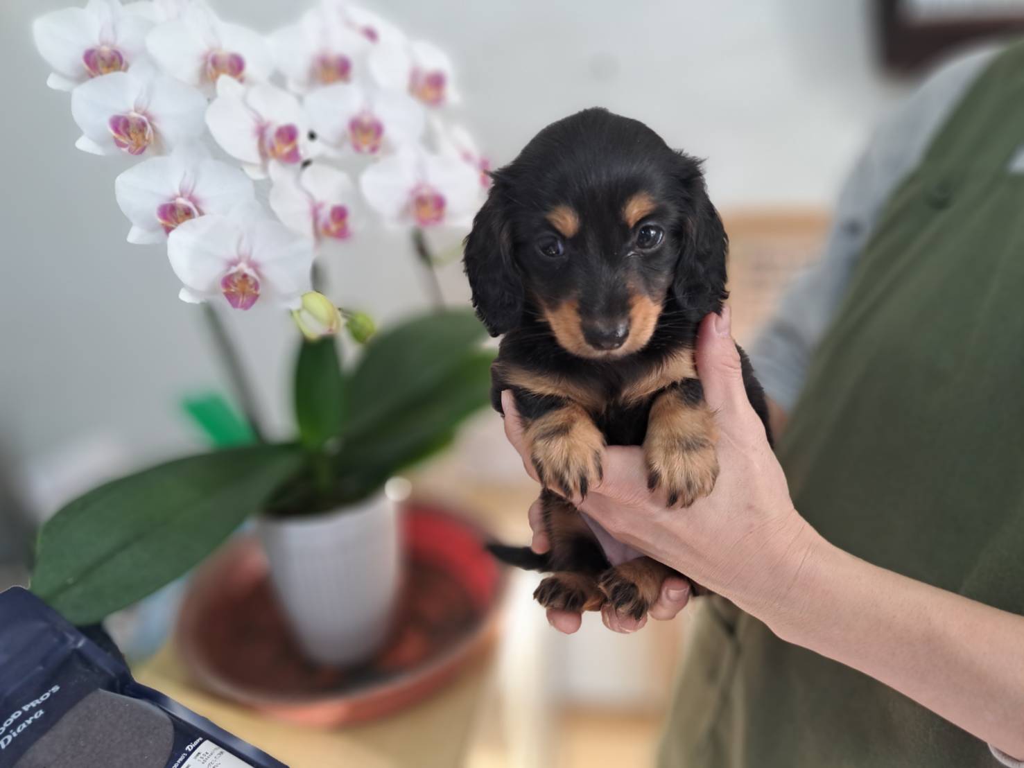 横浜市港南区 | 犬専門のトリミング・ペットホテル・子犬販売 | クリアカット・あぴ