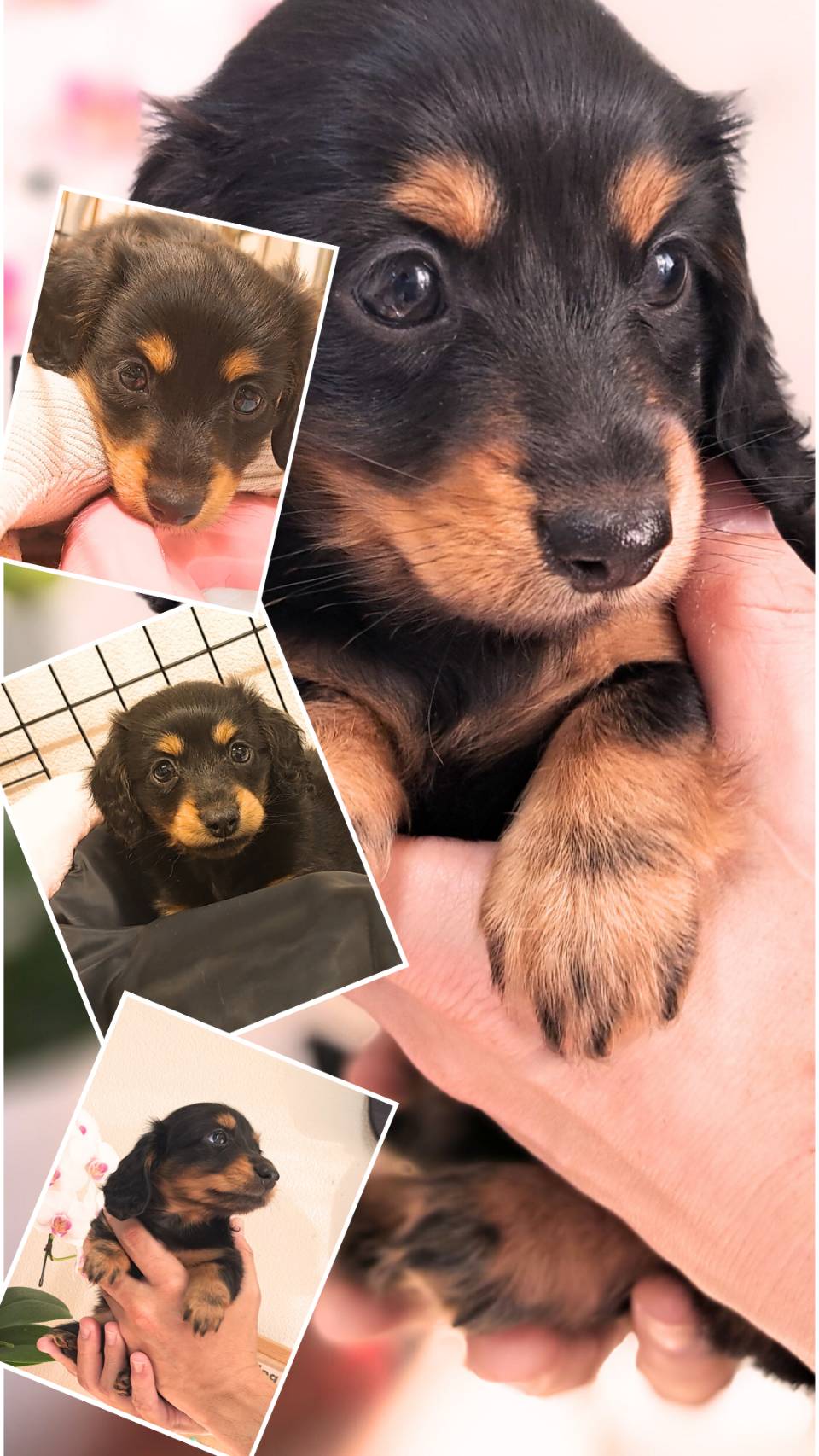 横浜市港南区 | 犬専門のトリミング・ペットホテル・子犬販売 | クリアカット・あぴ