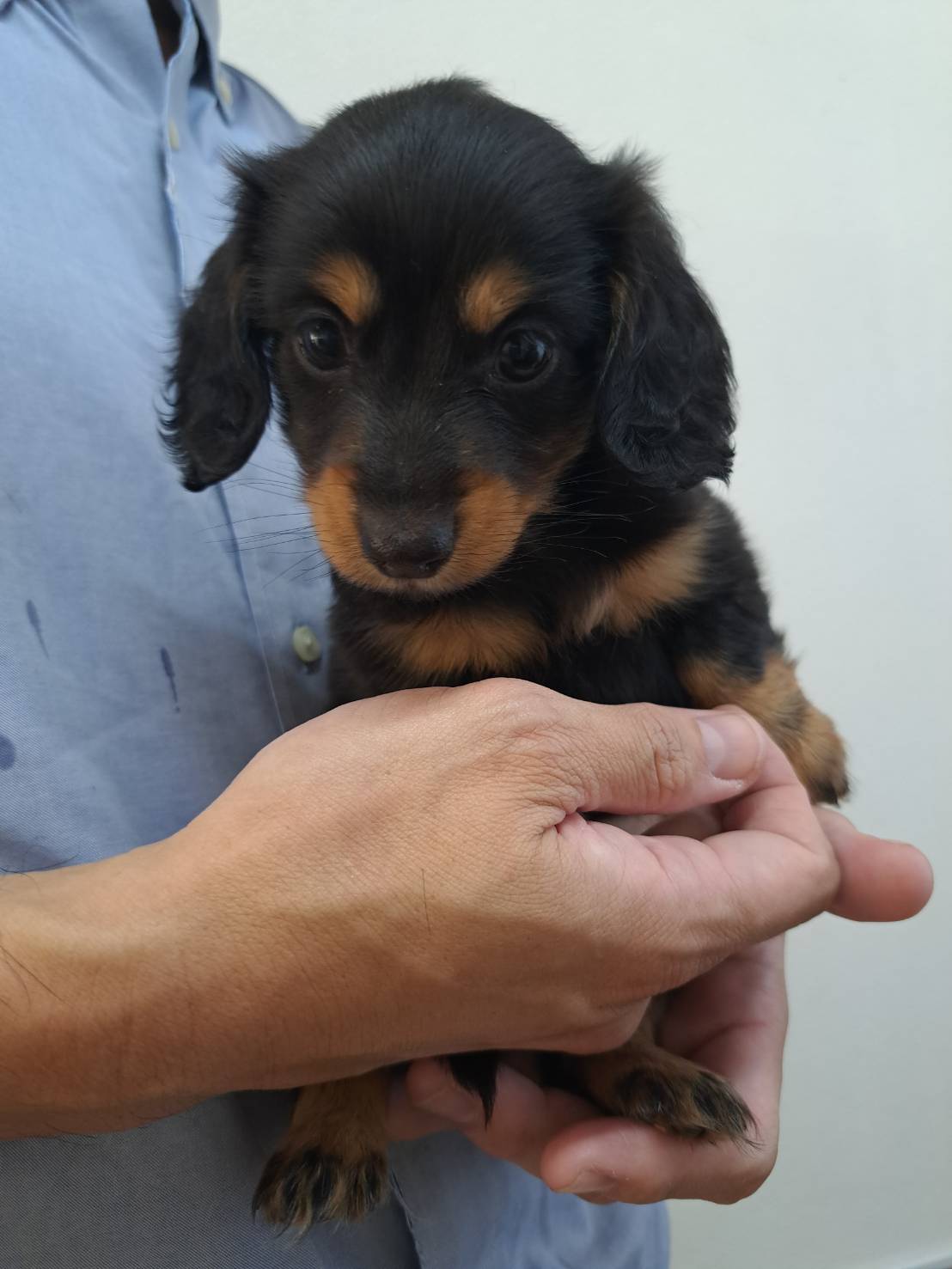 横浜市港南区 | 犬専門のトリミング・ペットホテル・子犬販売 | クリアカット・あぴ