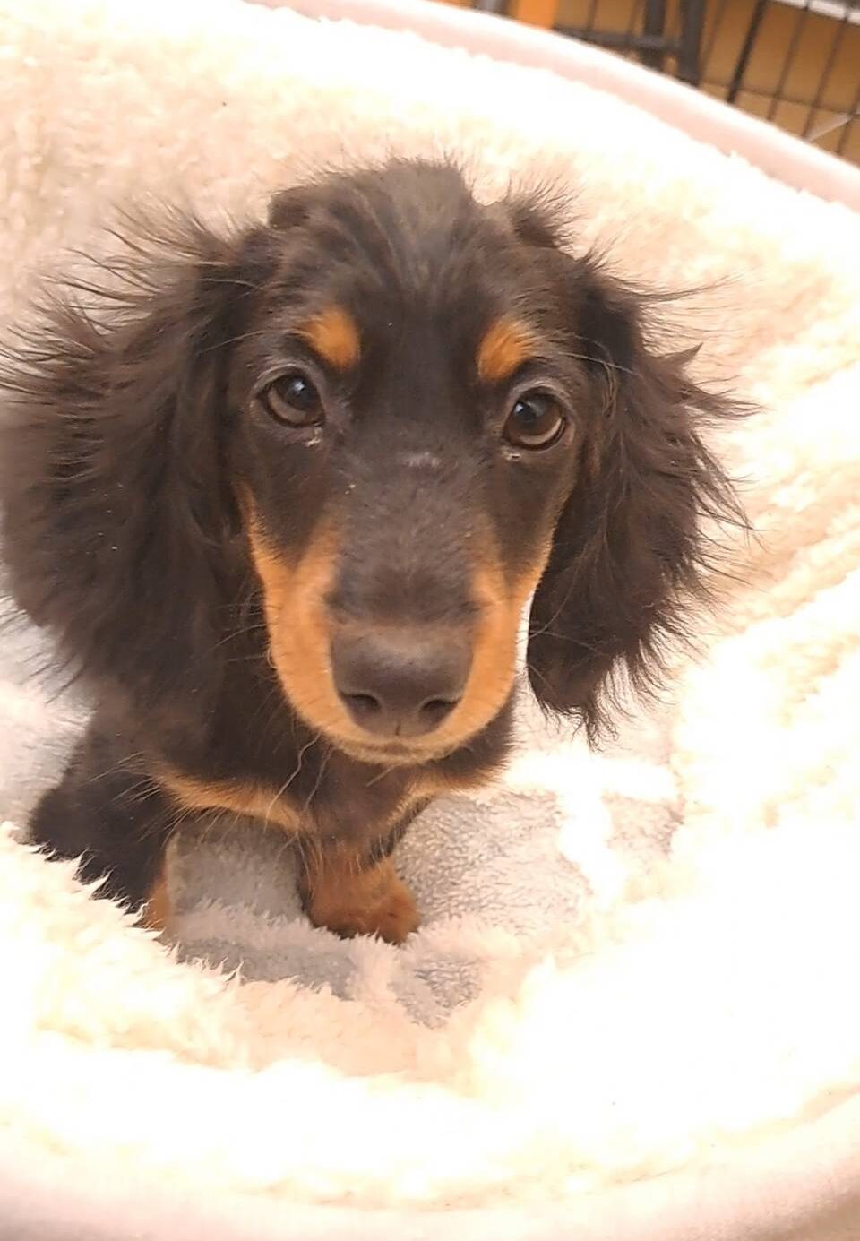 横浜市港南区 | 犬専門のトリミング・ペットホテル・子犬販売 | クリアカット・あぴ