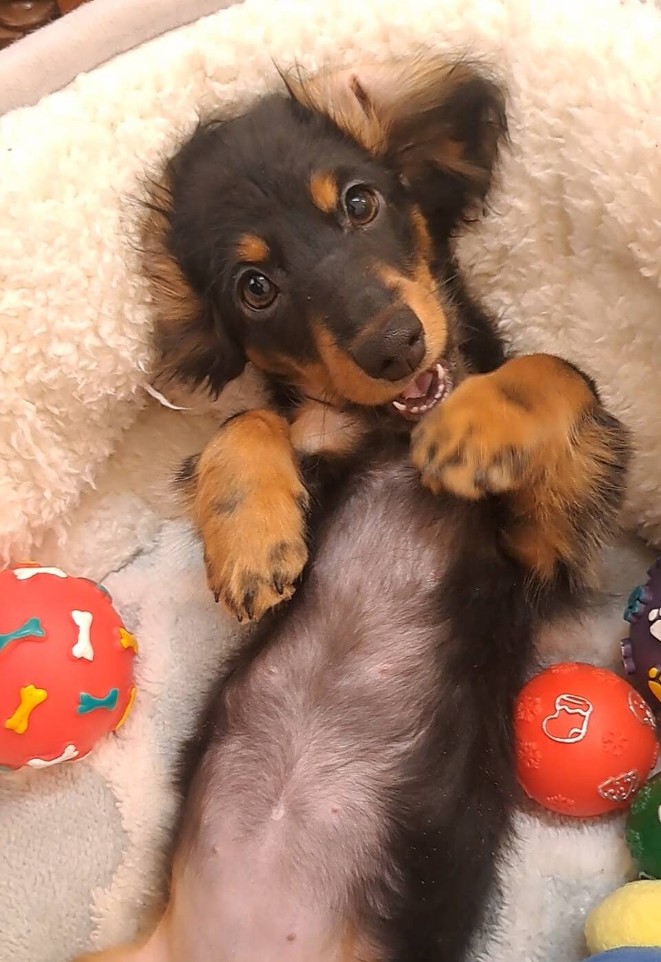 横浜市港南区 | 犬専門のトリミング・ペットホテル・子犬販売 | クリアカット・あぴ