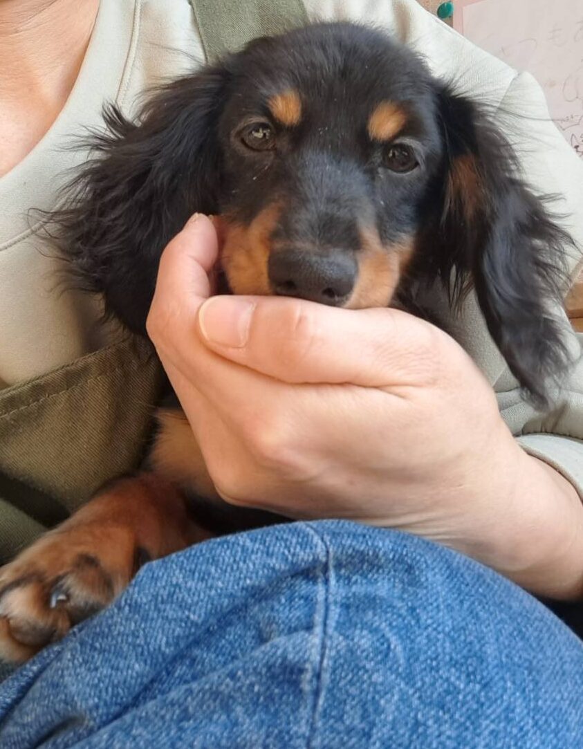 横浜市港南区 | 犬専門のトリミング・ペットホテル・子犬販売 | クリアカット・あぴ