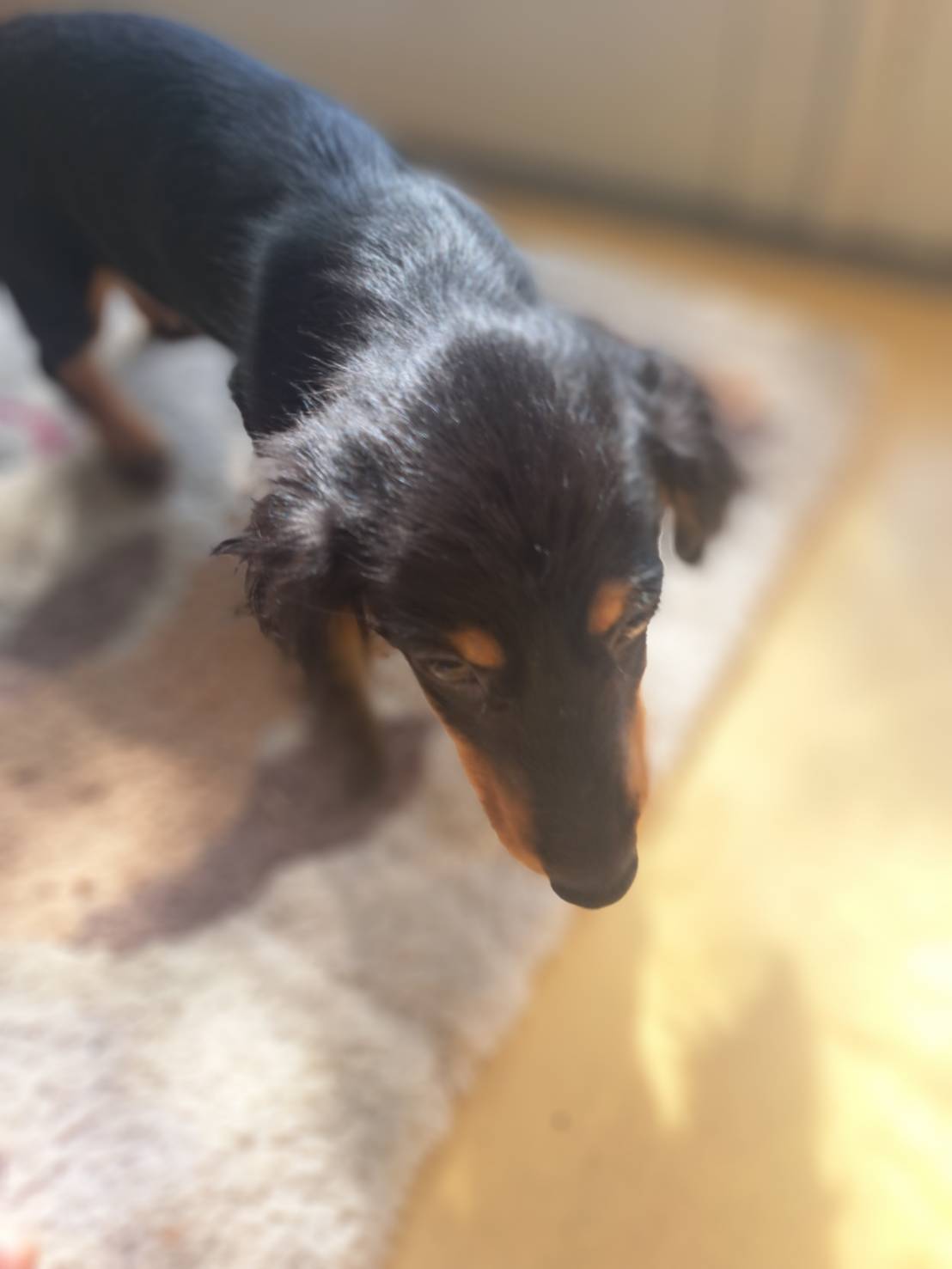 横浜市港南区 | 犬専門のトリミング・ペットホテル・子犬販売 | クリアカット・あぴ