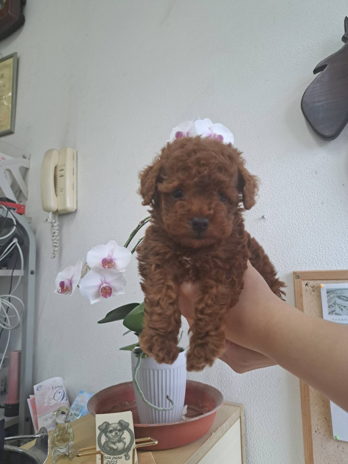 横浜市港南区 | 犬専門のトリミング・ペットホテル・子犬販売 | クリアカット・あぴ