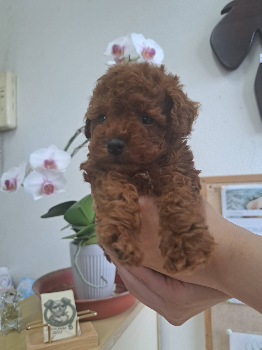 横浜市港南区 | 犬専門のトリミング・ペットホテル・子犬販売 | クリアカット・あぴ