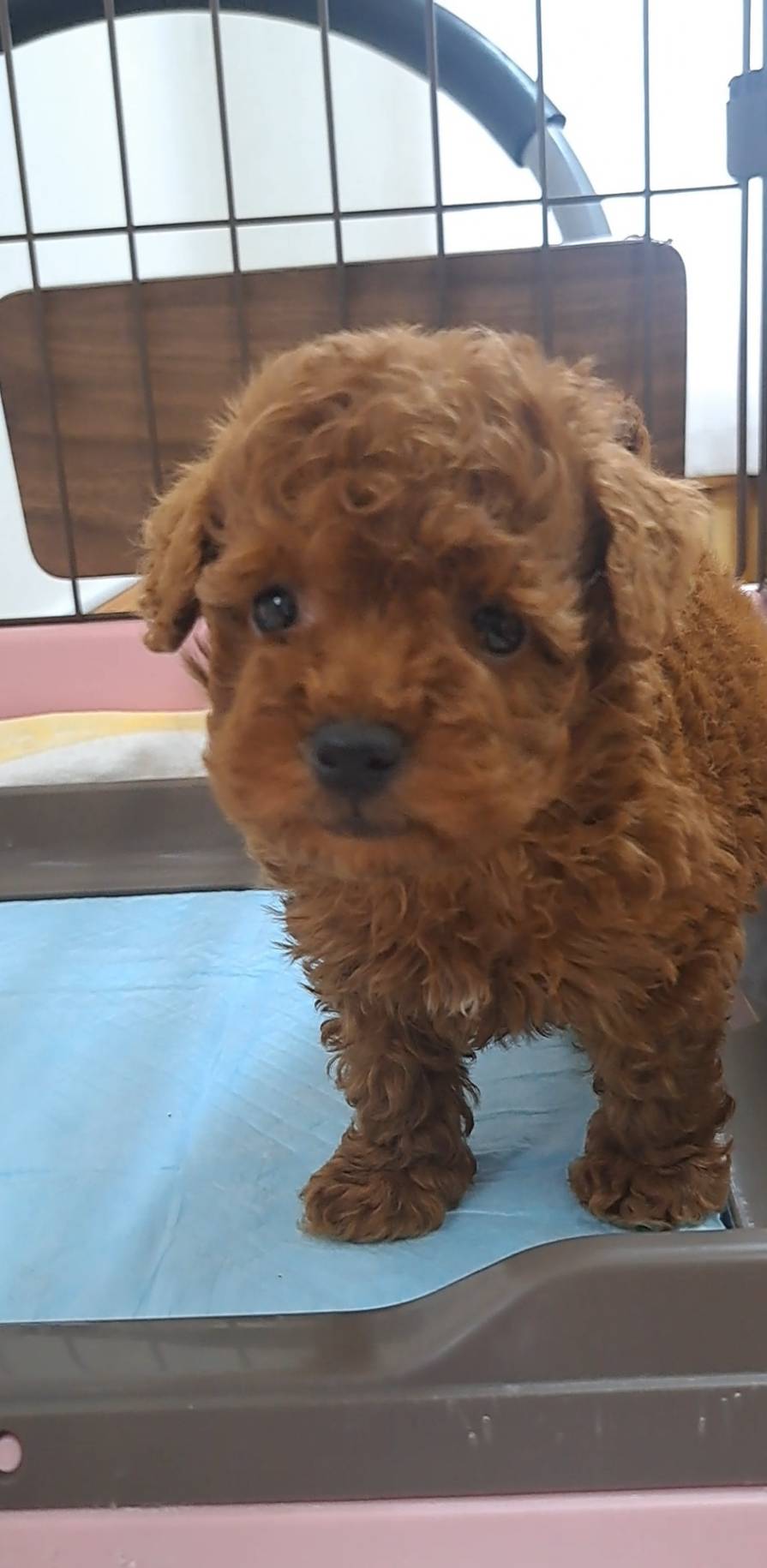 横浜市港南区 | 犬専門のトリミング・ペットホテル・子犬販売 | クリアカット・あぴ