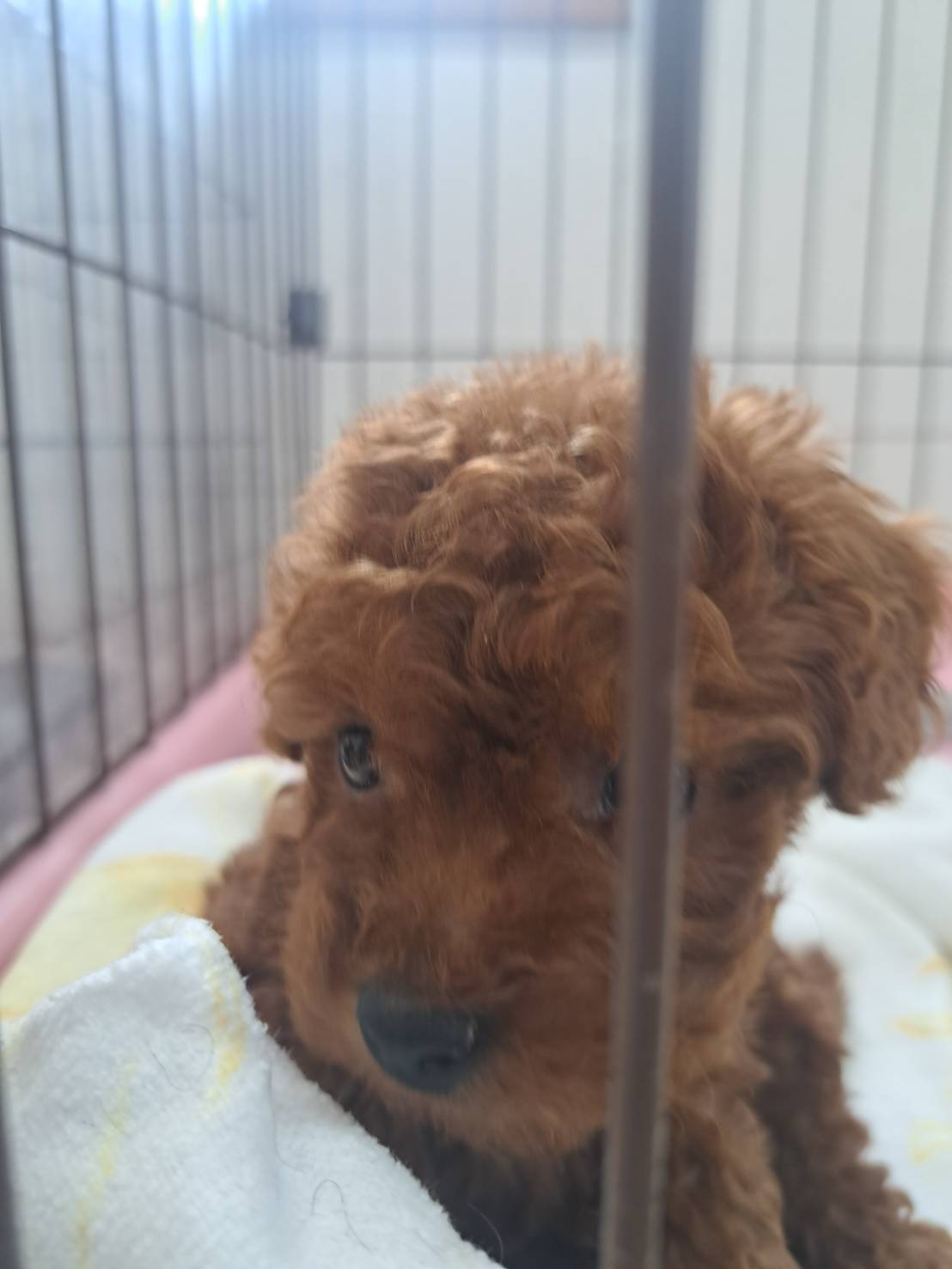 横浜市港南区 | 犬専門のトリミング・ペットホテル・子犬販売 | クリアカット・あぴ