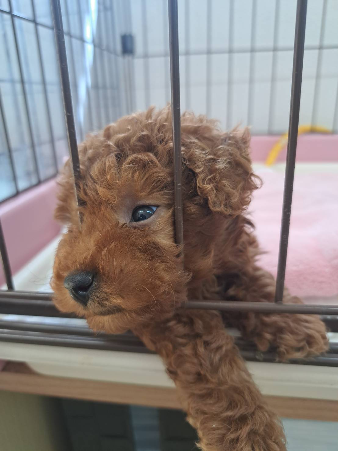 横浜市港南区 | 犬専門のトリミング・ペットホテル・子犬販売 | クリアカット・あぴ