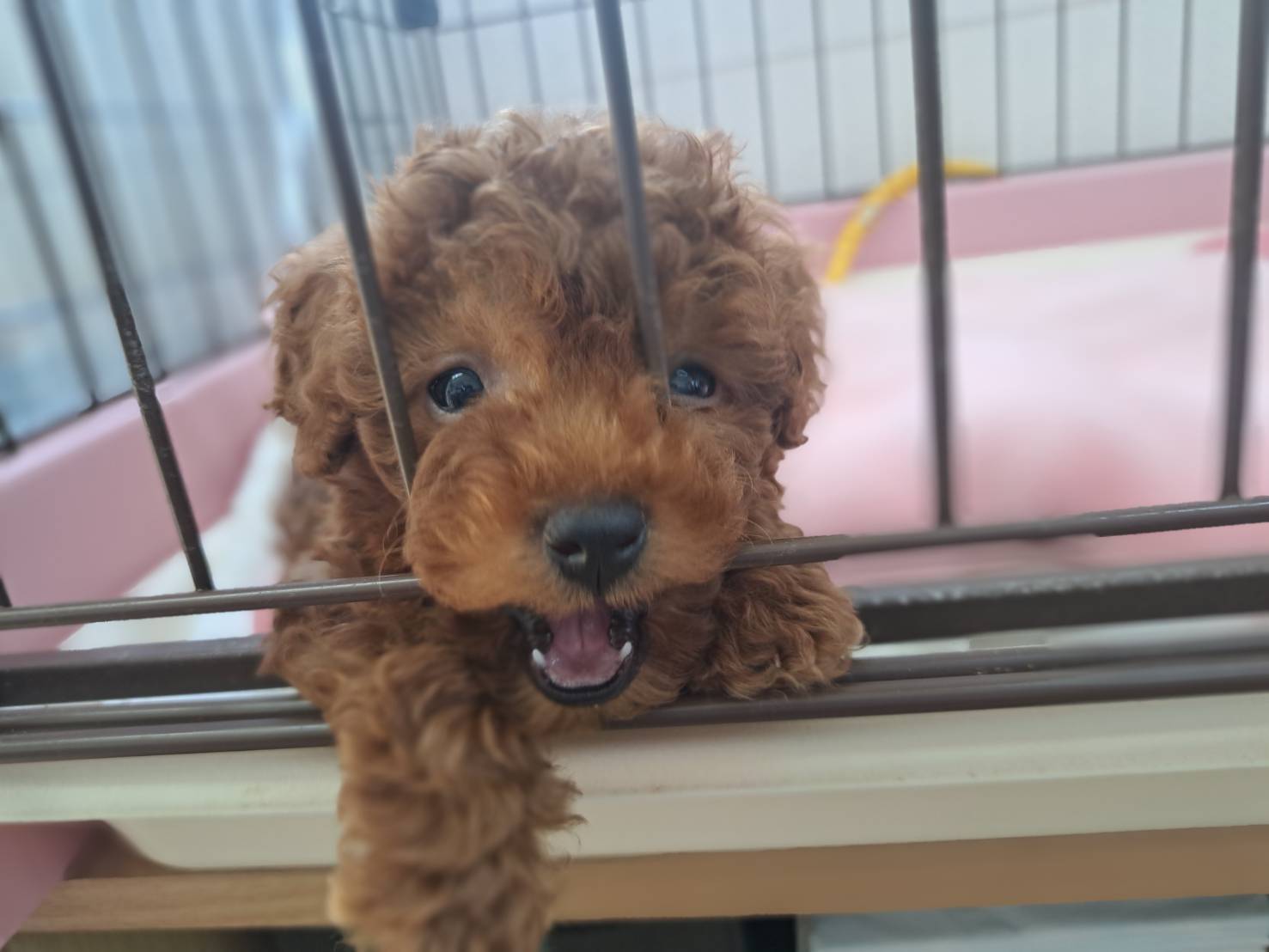 横浜市港南区 | 犬専門のトリミング・ペットホテル・子犬販売 | クリアカット・あぴ