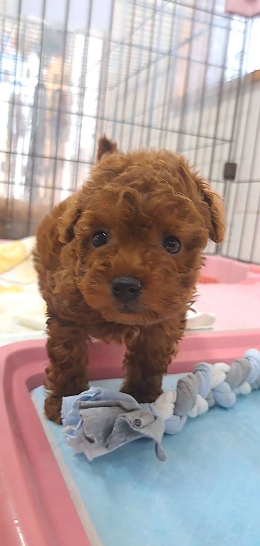 横浜市港南区 | 犬専門のトリミング・ペットホテル・子犬販売 | クリアカット・あぴ