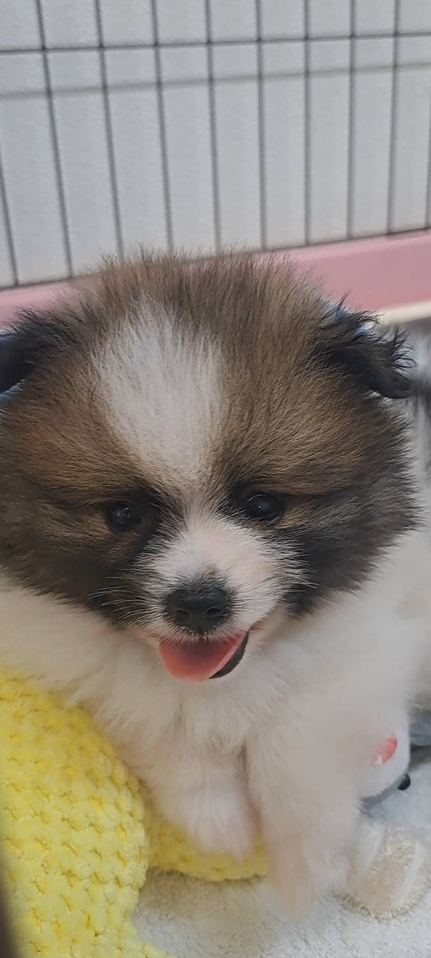 横浜市港南区 | 犬専門のトリミング・ペットホテル・子犬販売 | クリアカット・あぴ