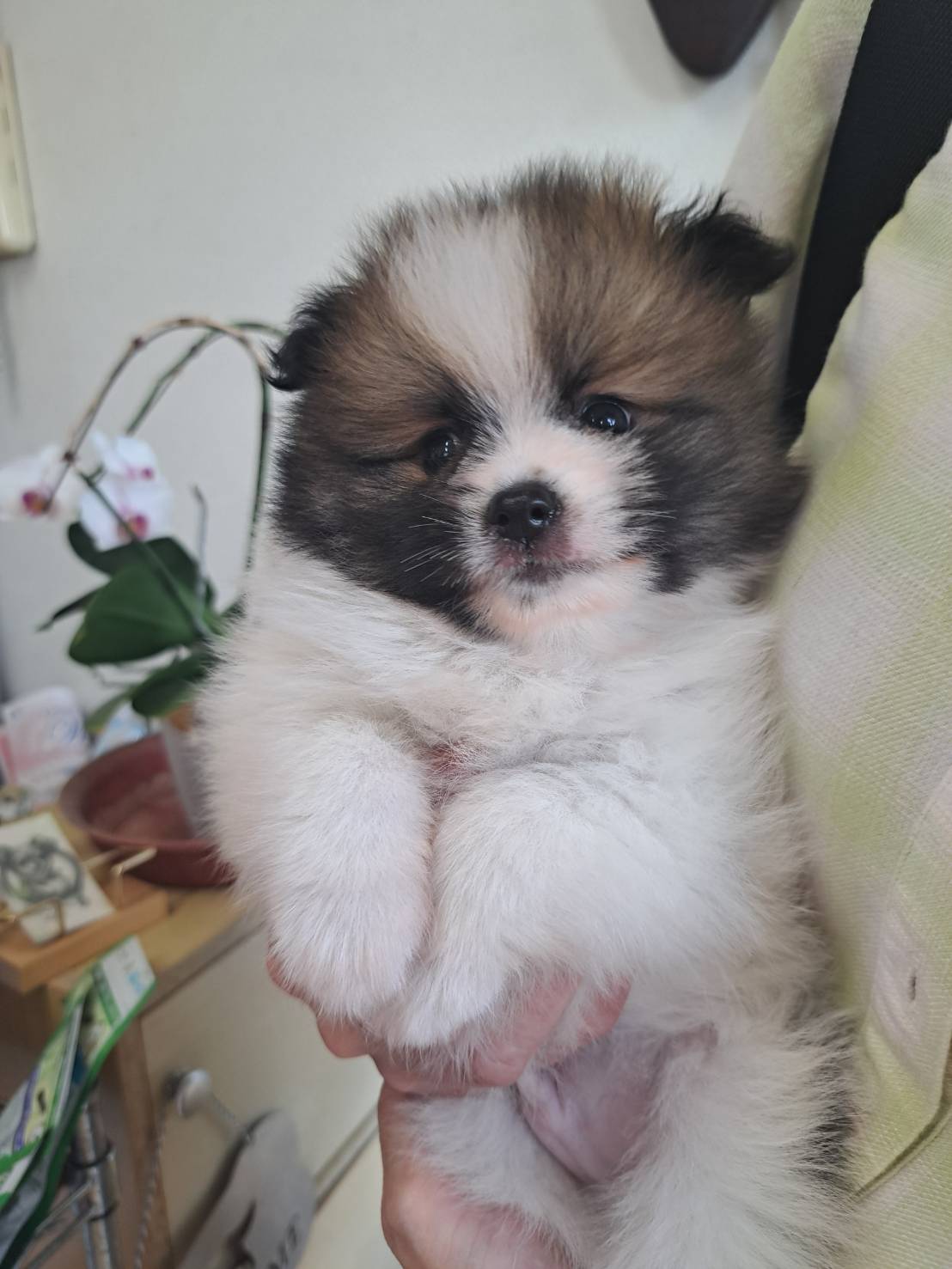 横浜市港南区 | 犬専門のトリミング・ペットホテル・子犬販売 | クリアカット・あぴ